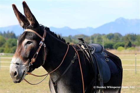 American mammoth jack donkeys, or asno americana, are descended from multiple breeds of donkeys imported to the united states including maltese, poitou, andalusian, majorcan, and catalonian donkeys. Ride a Mammoth donkey! | Horses, Horse training