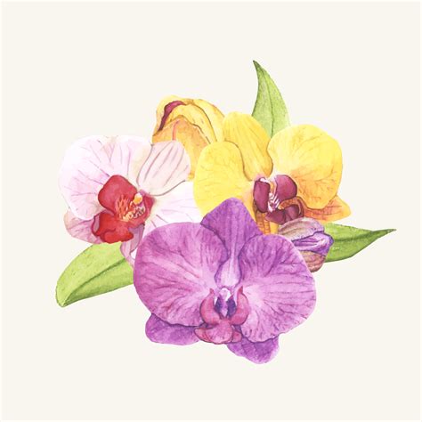 All the amazing pictures of flowers with their names in this collection are free. Hand drawn orchid flower isolated - Download Free Vectors ...