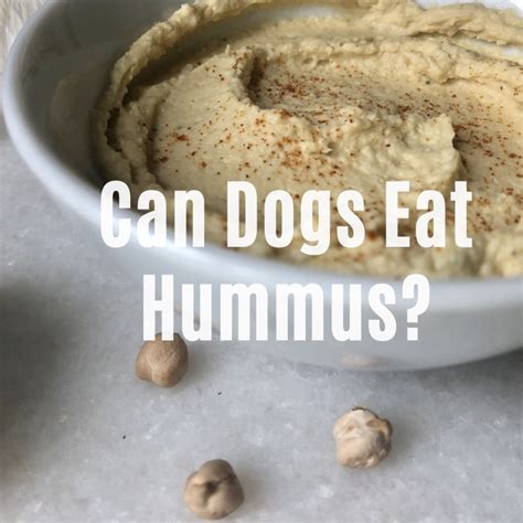 Can Dogs Eat Hummus? Are Chickpeas Healthy? - Wild Barkers