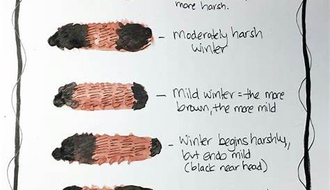 woolly worm prediction chart
