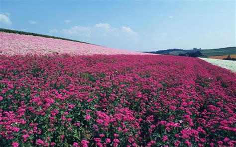 Pink Flower Fields And Sky Wallpapers Pink Flower Fields And Sky Stock Photos