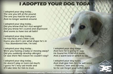 I Adopted Your Dog Today Rescue Dog Quotes Rescue Dogs Animal Rescue