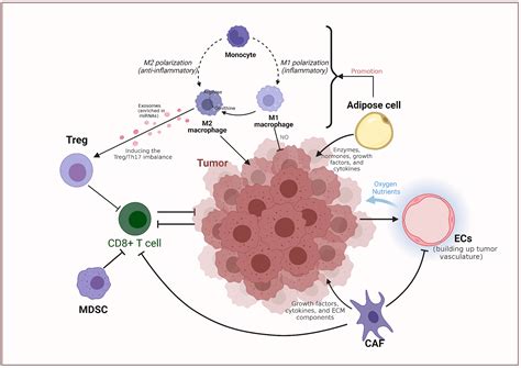 Metabolic Cross Talk Between Ovarian Cancer And The Tumor