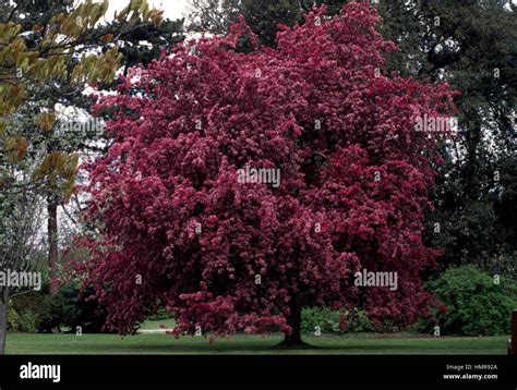 Profusion Crabapple Tree Malus X Moerlandsii Profusion Rosaceae