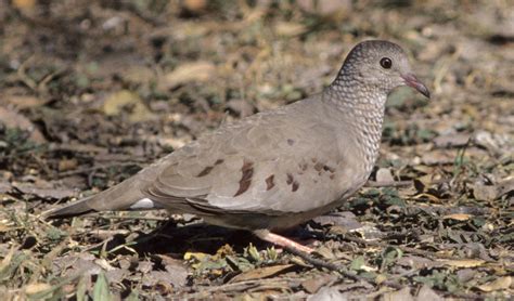 Know Your Doves — Texas Parks And Wildlife Department