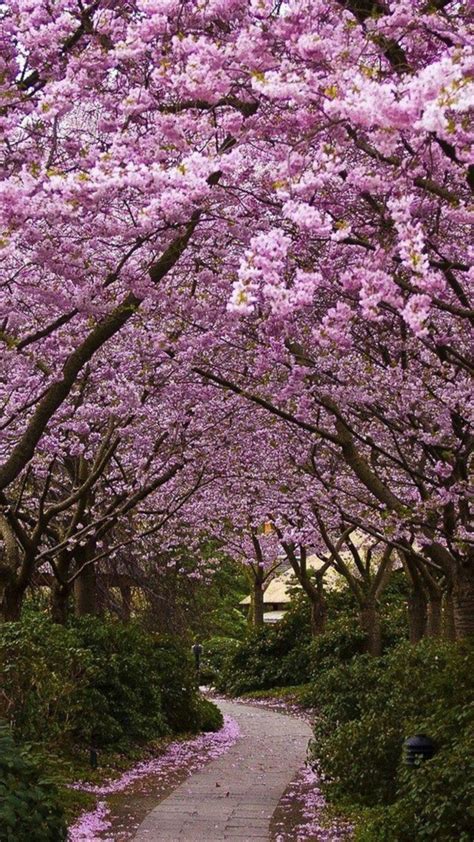 Le Cerisier Japonais 85 Points De Vues Archzinefr