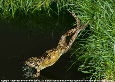 common frog rana temporaria leaping into pond uk robert pickett wildlife photography