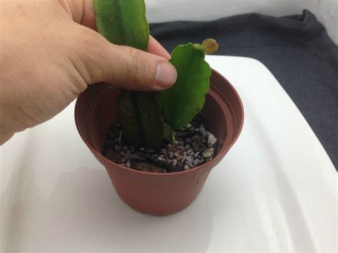 Remember that it may take several attempts to get rid of all the. Growing Christmas Cactus and Amaryllis - Mike's Backyard ...