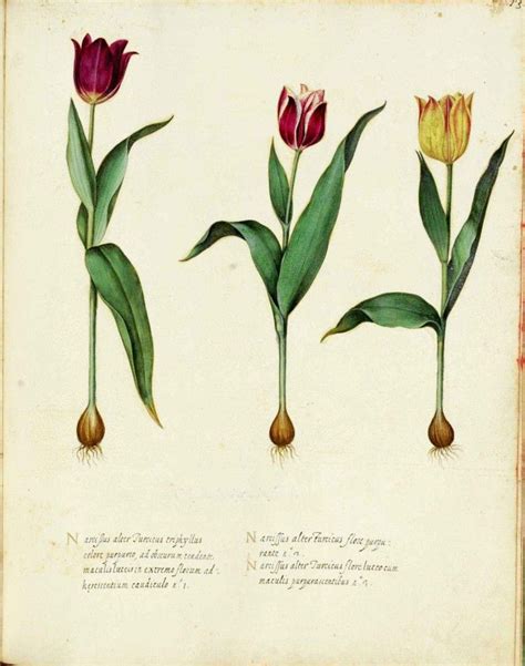 Botanical Flower Tulip Italian 2 Tulips Art Botanical