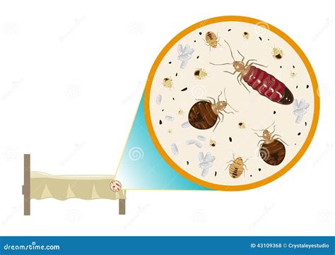 Bed Bugs Zoom In Vector Stock Illustration Illustration Of Insect
