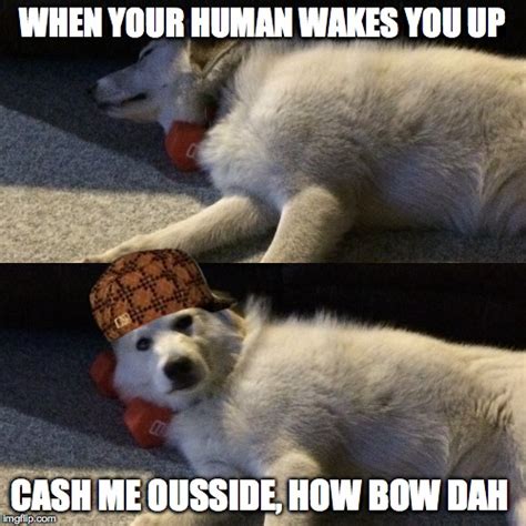 Image Tagged In Cash Me Ousside How Bow Dahanimals To Humanssleeping