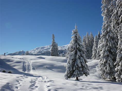 Fotoğraf Peyzaj Ağaç Doğa Orman Dağ Soğuk Kış Beyaz Dağ