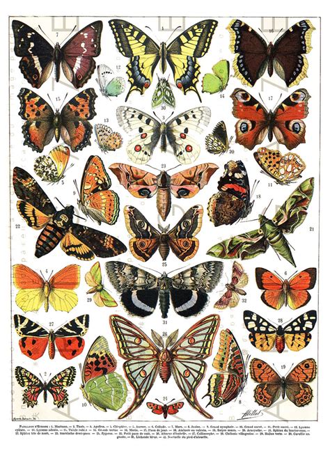 Antique Butterfly Chart Digital Butterfly Download Vintage Etsy