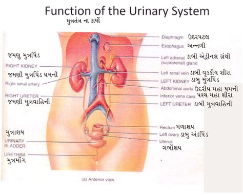 • 2 kidney • 2 ureter • urinary bladder • urethra. Dr.Y.M.Kadiyani: Function of the Urinary System
