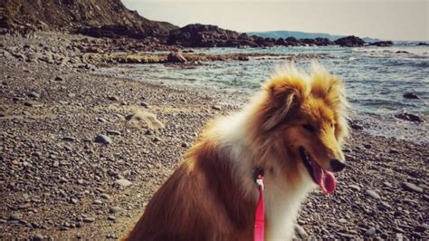 Dog Friendly Cornwall: Things To Do in Bude - Wanderers of the World