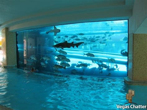 Gallery For Home Shark Tank Aquarium Aquarium Amazing Aquariums