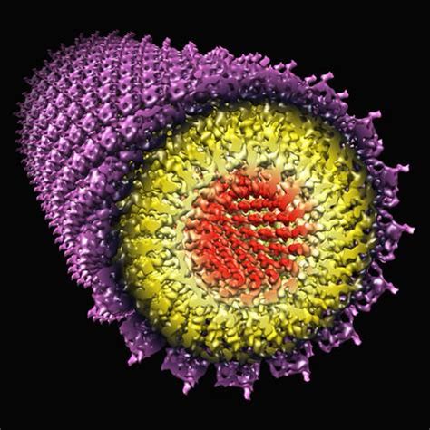 http://www.allposters.com/-sp/Tobacco-Mosaic-Virus-Tmv-Posters_i8998584_.htm
