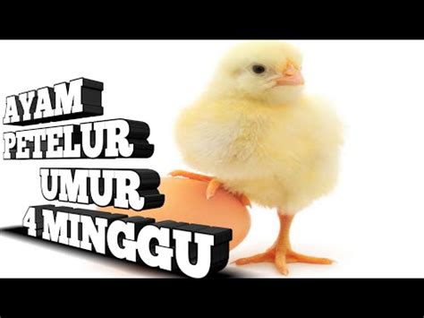 Maybe you would like to learn more about one of these? Ayam petelur umur 4 minggu - YouTube
