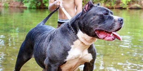 Breeders of excellent pitbulls in the usa. Pitbull Puppies For Sale | XXL Pitbull Breeders