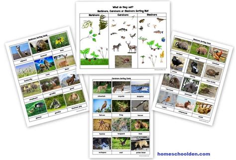 Carnivore Herbivore Omnivore Animal Types Matching Game Posters Flash