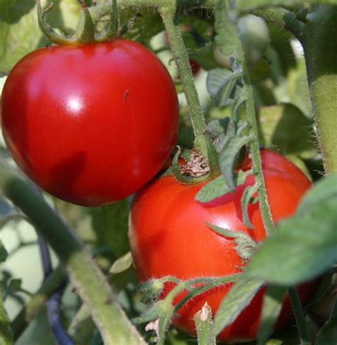 Early Girl Hybrid Tomato 45 Seeds Blemish Free Skin Hirts Gardens
