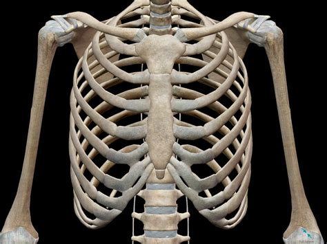 3d Skeletal System Bones Of The Thoracic Cage