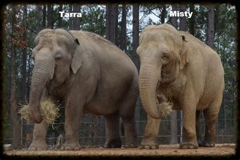 Tarra And Misty At The Elephant Sanctuary In Hohenwald Tennessee