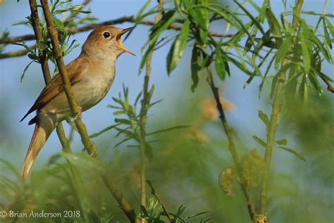 Common Nightingale By Brian Anderson Birdguides