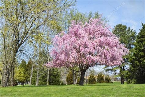 Weeping Willow Tree In Full Bloom Pink Flowers — Stock Photo 70812005