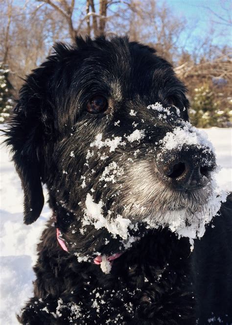 Free Images Snow Winter Puppy Cute Canine Pet Fur Spaniel