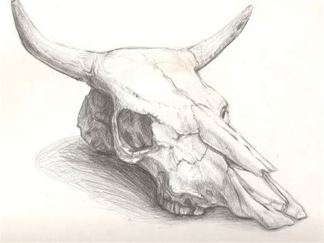 cattle skull drawing | Cow skull art, Skull art drawing, Skulls drawing