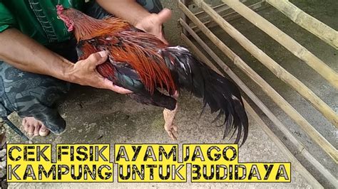 Tapi, juga enak diolah dengan paduan bumbi rempah seperti rendang hingga opor. Belajar cara budidaya ayam jago kampung 😆 - YouTube