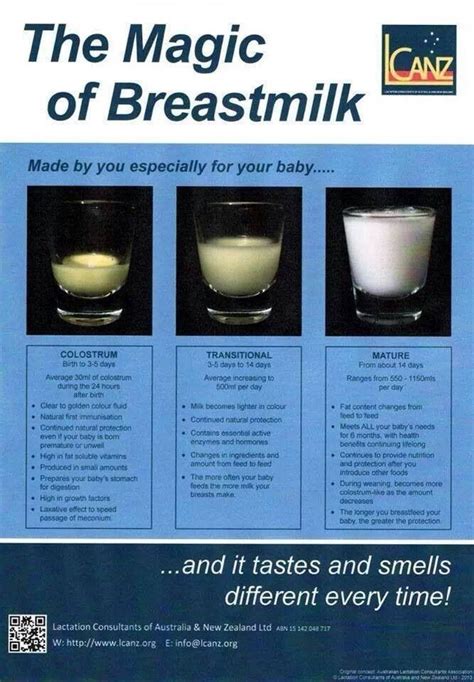 Different Types Of Breastmilk According To The Age Of Your Baby Baby