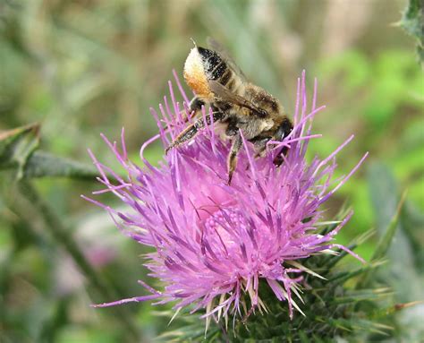 Megachile Sp Hymenoptera Megachilidae Megachile Sp Ile A Flickr