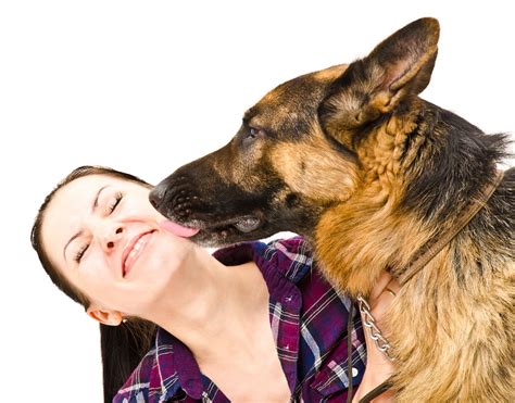 Why Is My German Shepherd Not Affectionate
