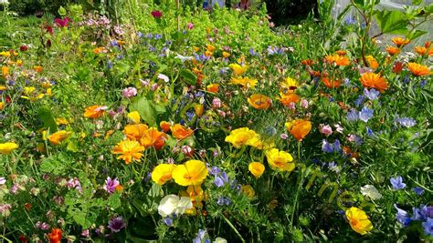 Bienenweide Bienen Hummelwiese Blumen Mischung 500 Samen Kaufen