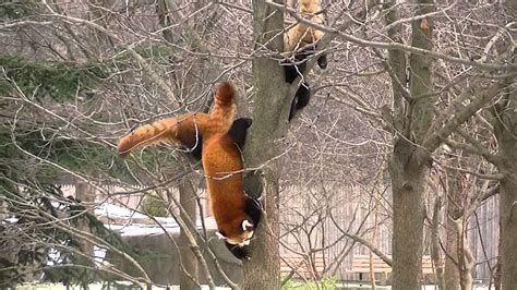Red Panda Hunters Youtube