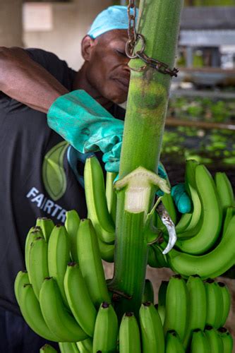 How We Harvest Organic Bananas