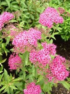 These are species the clusters of which are formed at the ends of young shoots and the old last year's shoots gradually dry up. Spirea Pink - Pruning, Winter Care and Fertilizing - Hawks ...