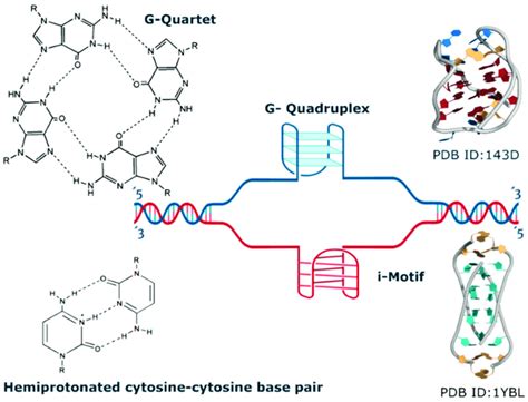 Schematic Representation Of Dna G Quadruplexes And I Motifs Top