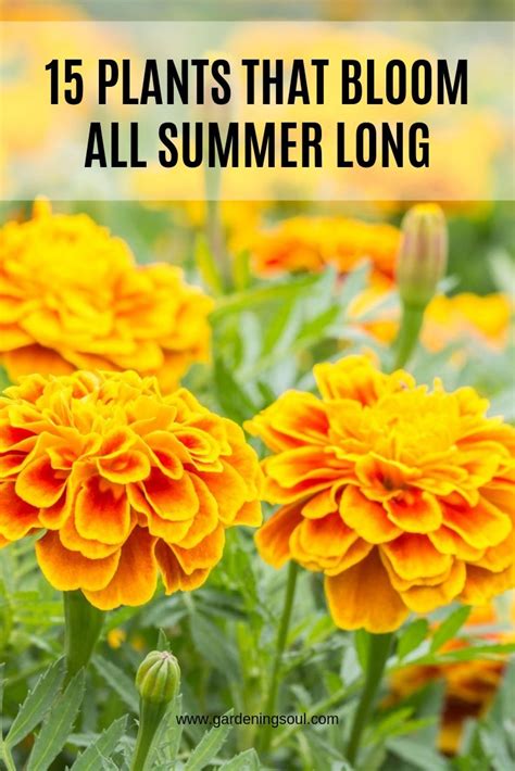 Some plants flower for a short period of time and others have flowers that bloom all summer. 15 Plants That Bloom All Summer Long - Gardening Soul