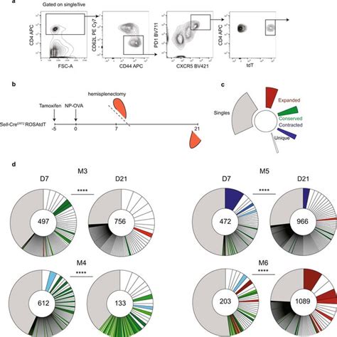 Tfh Cell Gating Strategy A Flow Cytometry Plots Detailing The Tfh Cell