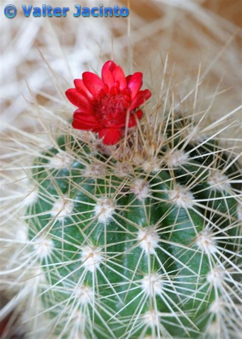 Cactus With A Strawflower Bracts From A Xerochrysum Bract Flickr