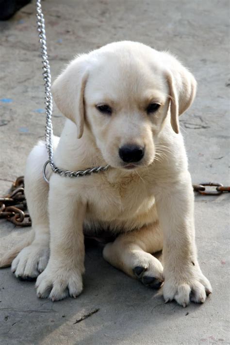 For example, if the ears are slightly darker than the rest of the body, the overall coat may darken slightly as the pup matures, but not as dark as the ears because the ears are almost always a little darker than. white Labrador retrievers bag | Labrador Retriever Price ...