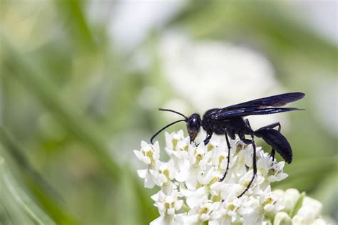 Are Black Wasps With Blue Wings Dangerous Exterminatorhamiltonca
