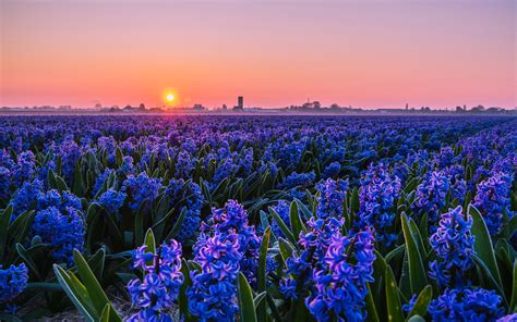 Download Wallpapers Violet Hyacinths 4k Sunset Beautiful Nature