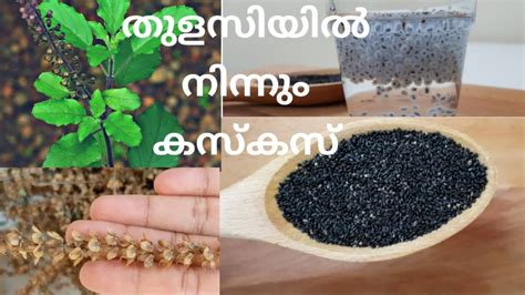 However, we say only with a grain of salt, as 4,900 mg is still a huge. Kaskas Chia Seeds In Malayalam