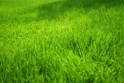 Grass Images - FREE WALLPAPER