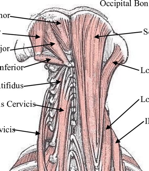 Posterior View Of The Deep Neck And Back Muscles Download Scientific Diagram