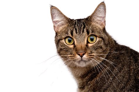 5 Fun Facts About The Brown Tabby Cat Pets Potential